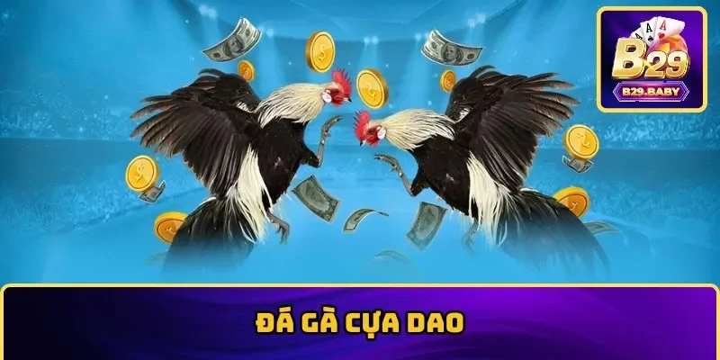 Đá gà cựa dao